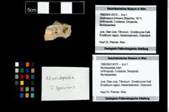 Foto (Objekt + Etikett) von Mundopsidae indet.  (NHMW-GEO-1990-0041-4370)